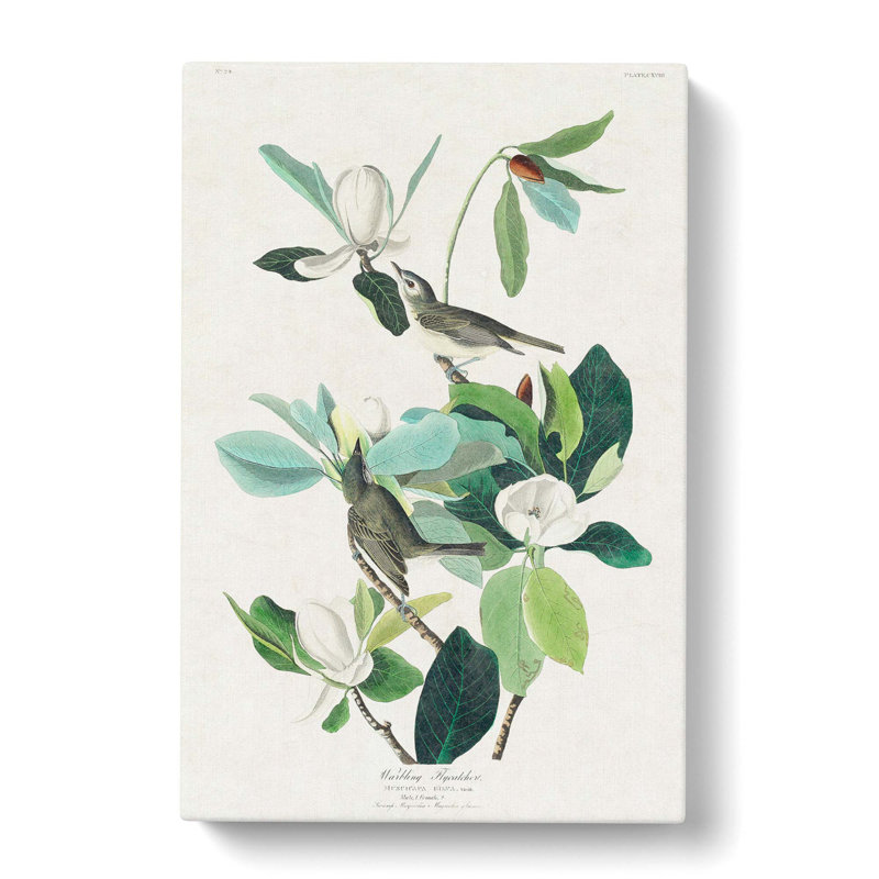 Warbling Flycatcher Birds by John Audubon - Wrapped Canvas Painting, 60cm H x 40cm W x 3cm D