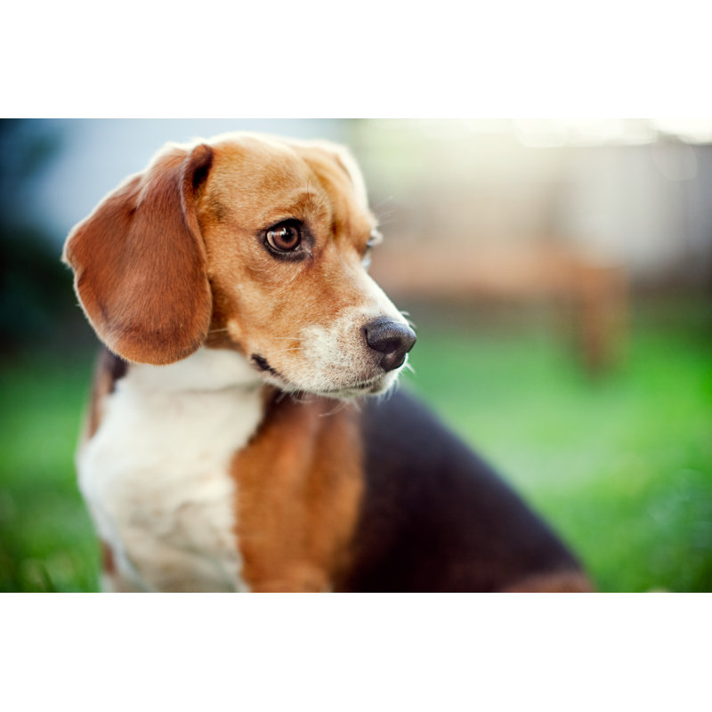 Joli beagle au parc par Ryanjlane, H 20 po x l 30 po