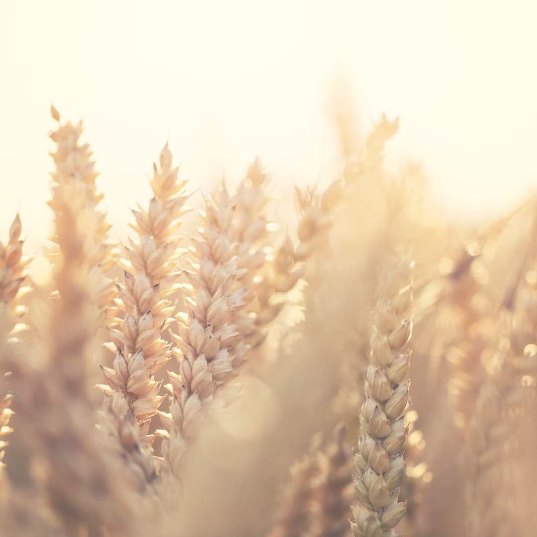 Golden Grain von Rike_ - Kunstdrucke auf Leinwand ohne Rahmen