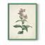 «Traditional Botanical II», reproduction encadrée - bois massif-1351630038-1351630042