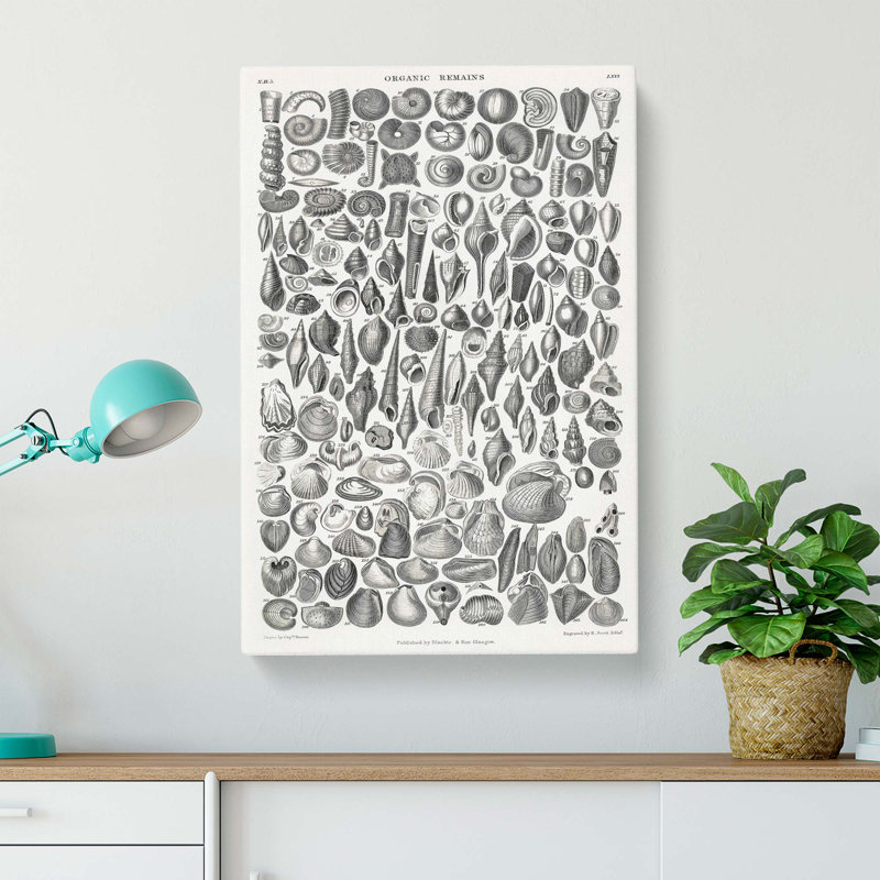 Study Of Mollusc Shells LXVI by Oliver Goldsmith - Wrapped Canvas Print, 50cm H x 35cm W x 3cm D