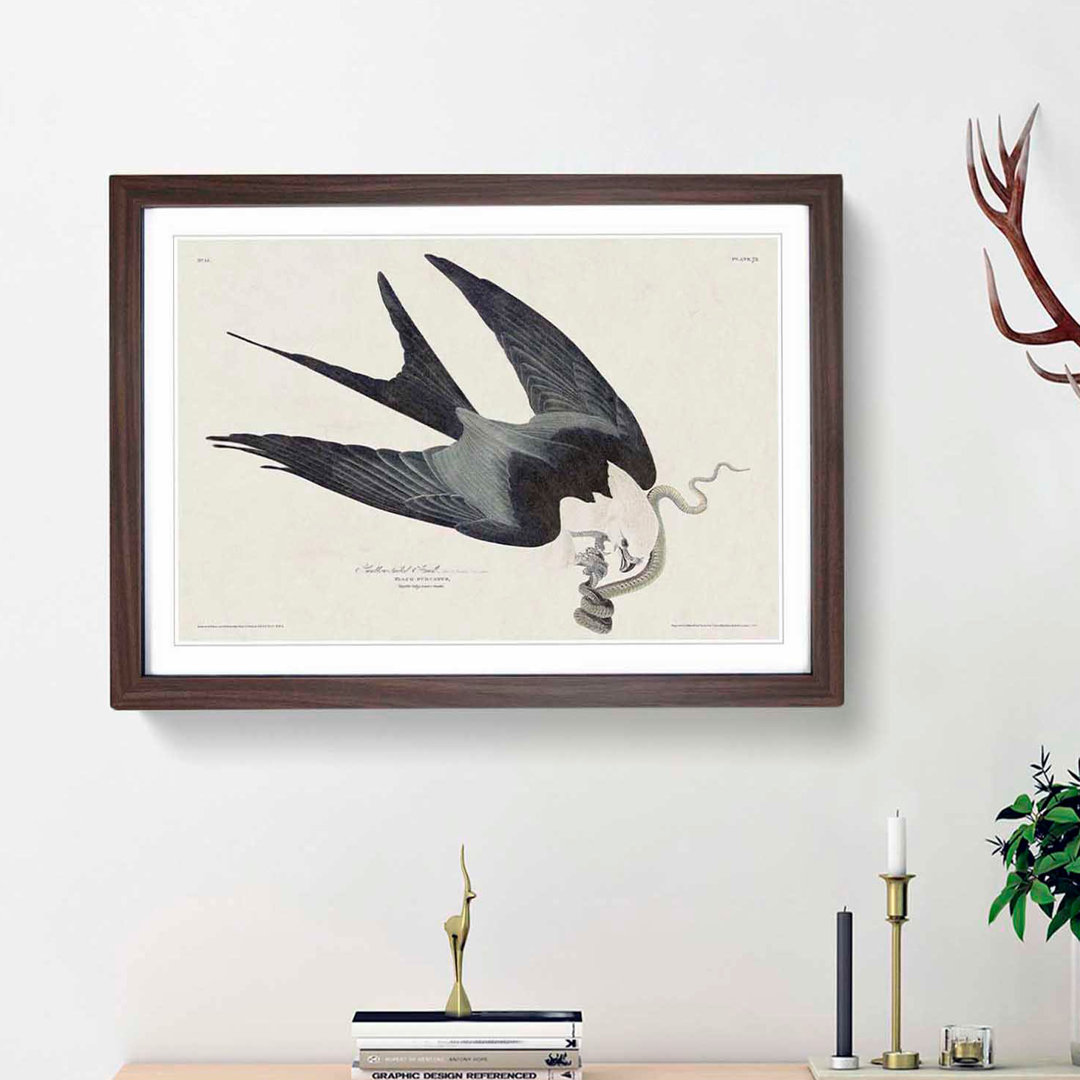 Swallow-Tailed Hawk & Snake by John James Audubon - Framed Print