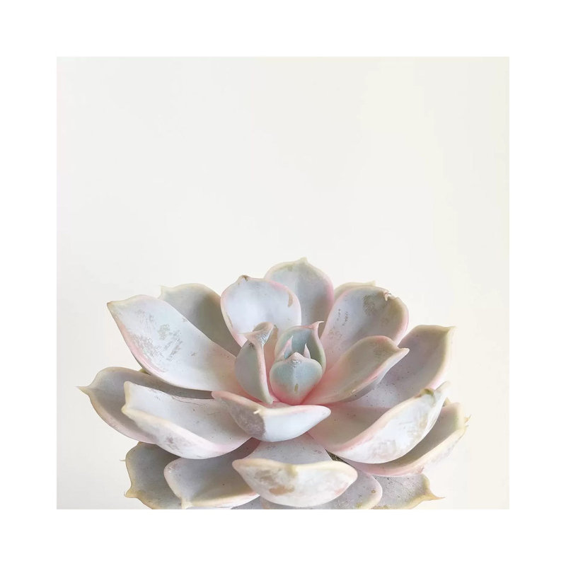 Pink Succulent by Cassia Beck - Wrapped Canvas Print, 45.72 cm H x 45.72 cm W