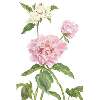 Pivoine II