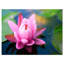«Large Lotus Flower in the Pond», reproduction de photo sur toile tendue encadrée-63674985-63674983