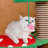 5 Tiers Cat Tree with Condons,Perch,Scratching Posts