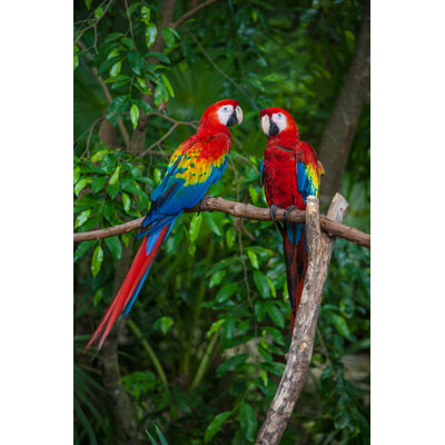 Scarlet Macaws by Thepalmer