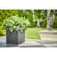 Outdoor Fittonia Square Black Pot