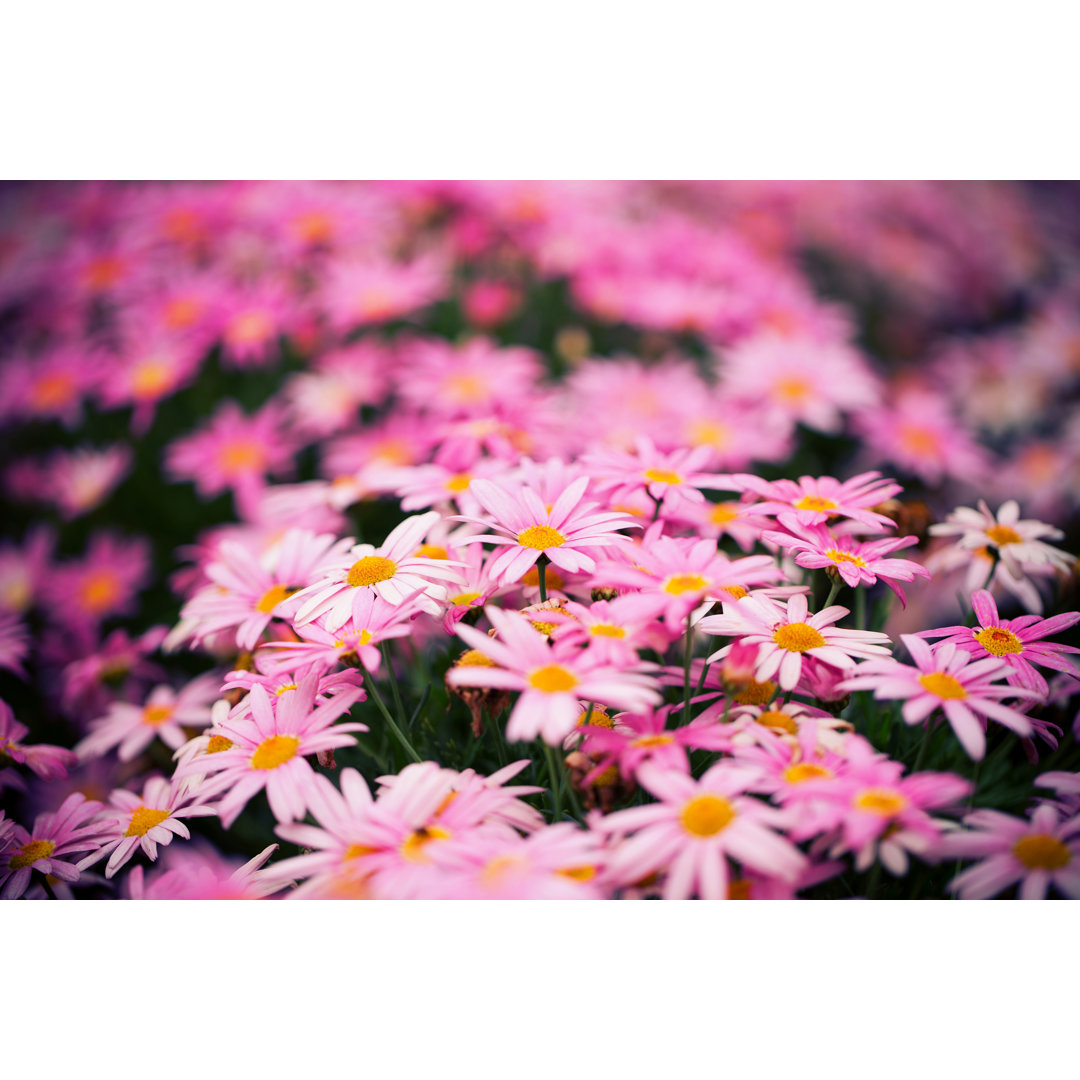 Close Up Of Pink Daisy Background In Spring von Hudiemm - No Frame Print on Canvas