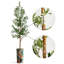 68 plantes-95099205