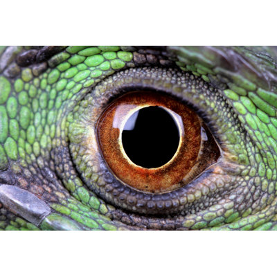 Dragon Eye par Erllre - Photographie sur toile tendue