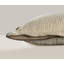 Coussin décoratif en coton / polyester-122223676-122223675