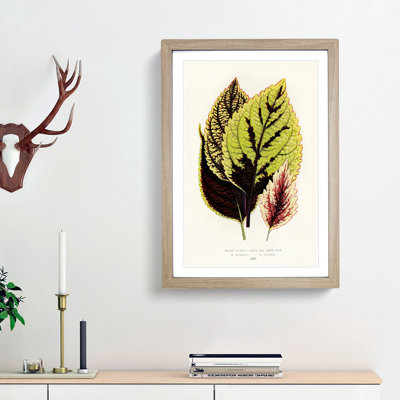 Assortment of Leaves - Picture Frame Painting Print