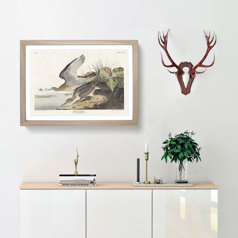 Bartram Sandpiper Birds by John James Audubon - Framed Print, 35cm H x 50cm W x 2cm D, Oak