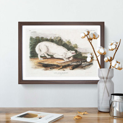White American Wolf by J.W. Audubon - Picture Frame Painting Print