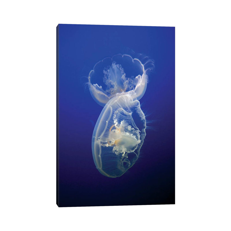 Moon Jelly Pair In Aquarium, Distributed Worldwide by Hiroya Minakuchi - Wrapped Canvas Print