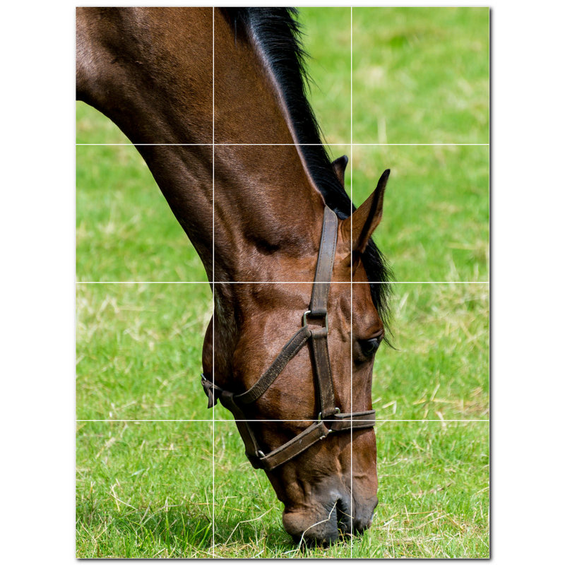 Photo de cheval 8 x 8