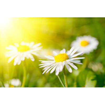 Daisy Flower In Grass by Sborisov - Wrapped Canvas Print