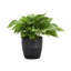 Live Golden Pothos Plant in Classic Pot-49662247