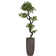 Panama Bonsai Tree in Resin Planter