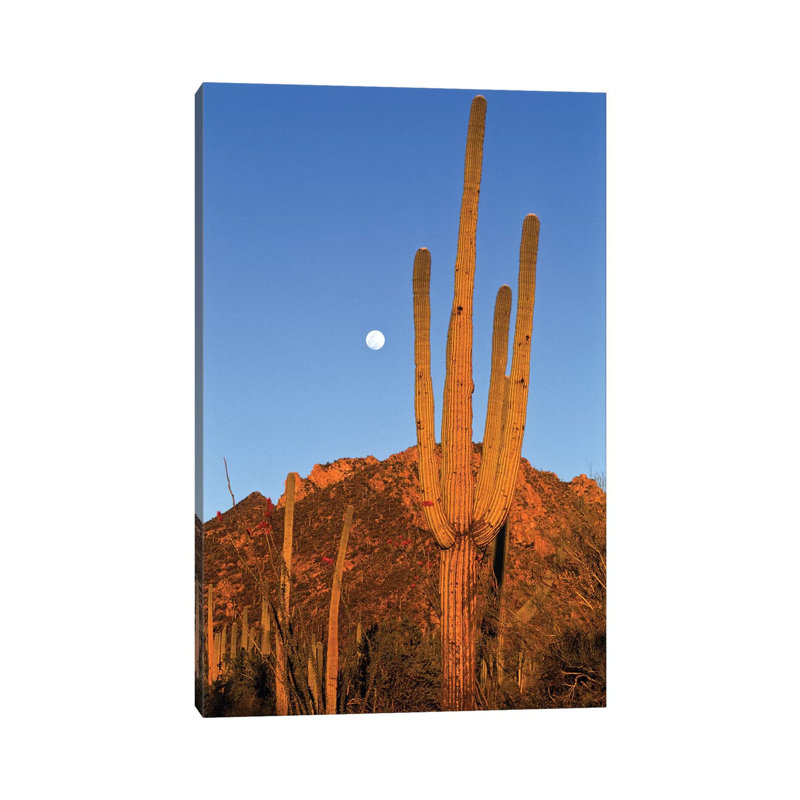 Saguaro Cactus In Desert Landscape, Sonoran Desert, Saguaro National Monument, Arizona by Konrad Wothe - Wrapped Canvas Print