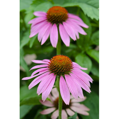 Pink Coneflowers II - Photograph