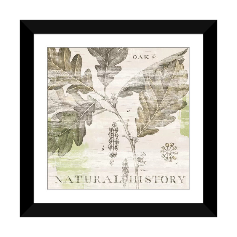 « iv », impression sur toile tendue Natural History Oak, H 24 po x l 24 po x P 1 po, Papier beaux-arts encadré noir, Blanc