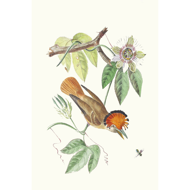 Cuvier Bird & Habitat I by Georges Cuvier - Wrapped Canvas Print, 45.72cm H x 30.48cm W