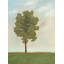Tree Of Life Print by Adele Kaars Sypesteyn-26772410-26772416