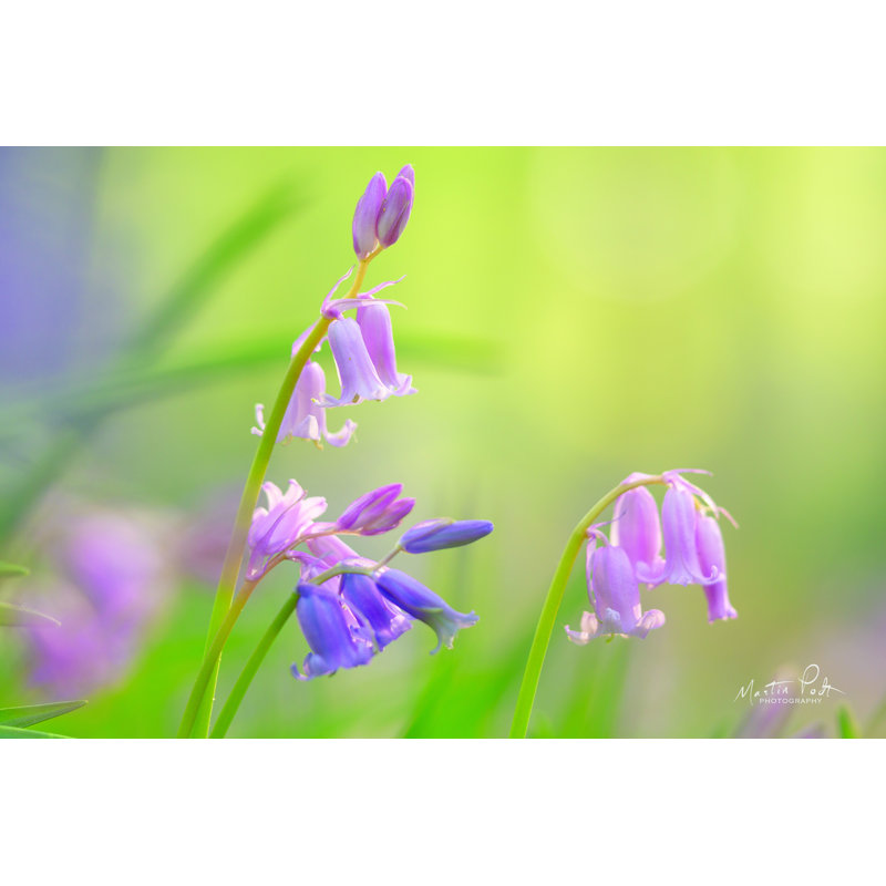 «Bluebell» par Martin Podt - impression, H 8 po x l 12 po, Toile tendue