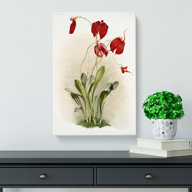 Magnolia Flowers Illustration Tab. 26 by Frederick Sander - Wrapped Canvas Print, 91cm H x 60cm W x 3cm D