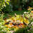 Sunflower Bird Feeder