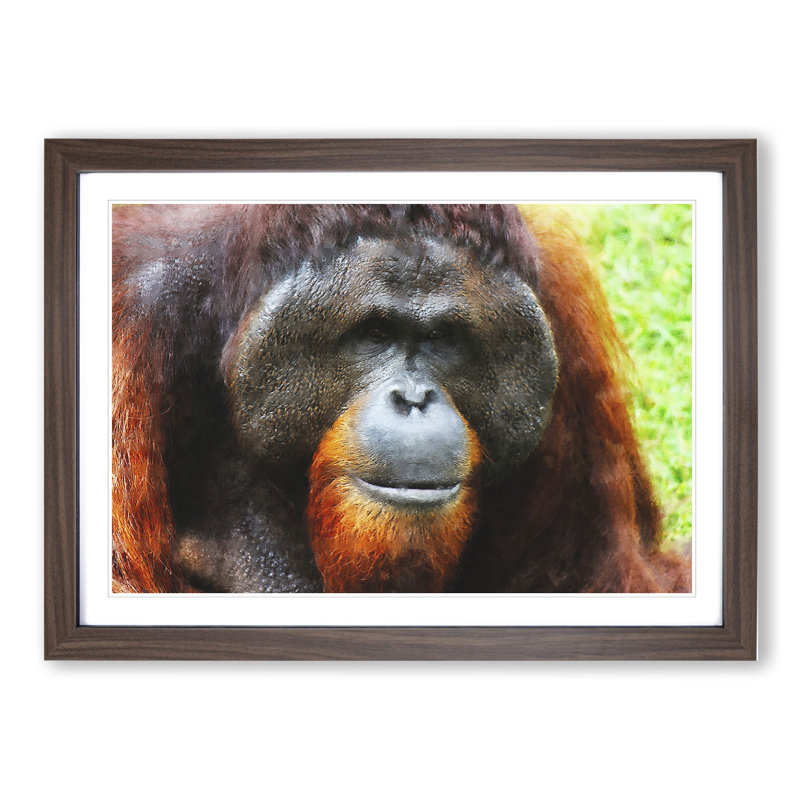 Orangutan Monkey Vol.1 - Framed Print, Walnut Framed, 48cm H x 65cm W x 2cm D