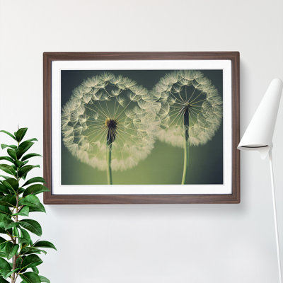 Tremendous Dandelion Flowers - Single Picture Frame Print