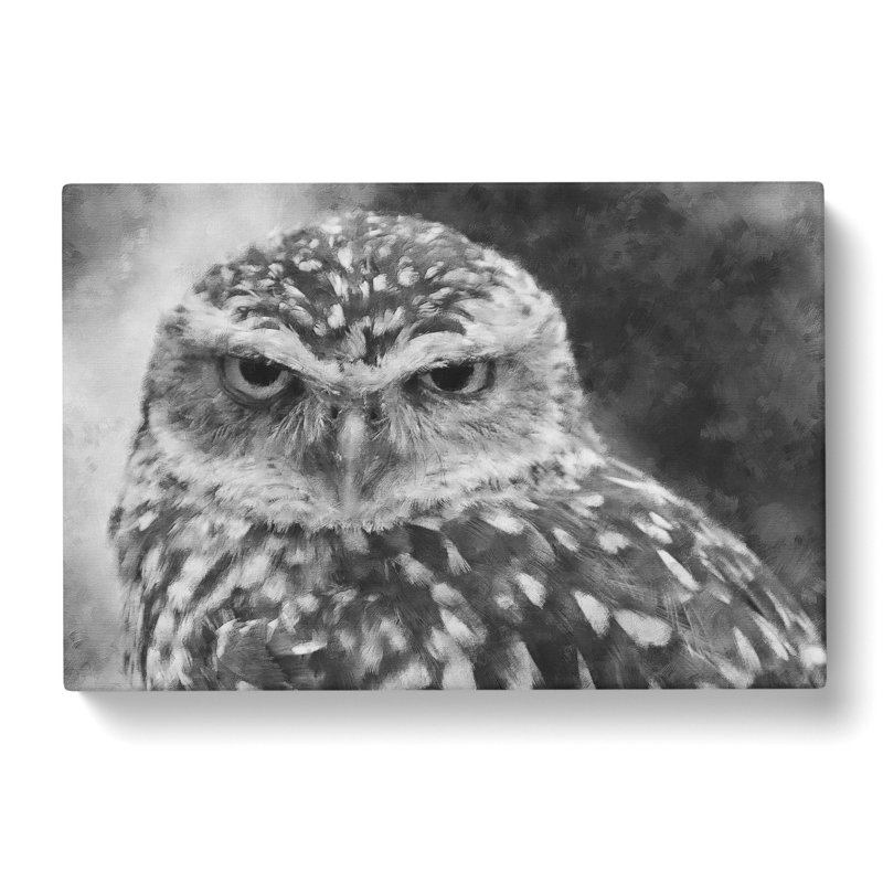 Little Owl - Wrapped Canvas Print, 35cm H x 50cm W x 3cm D