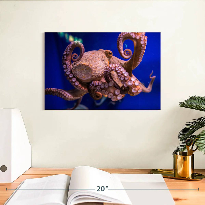 Octopus Prowess, H 8 po x l 12 po