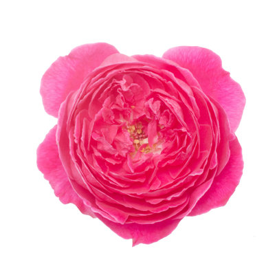 Damask Rose - Photographie sur toile tendue