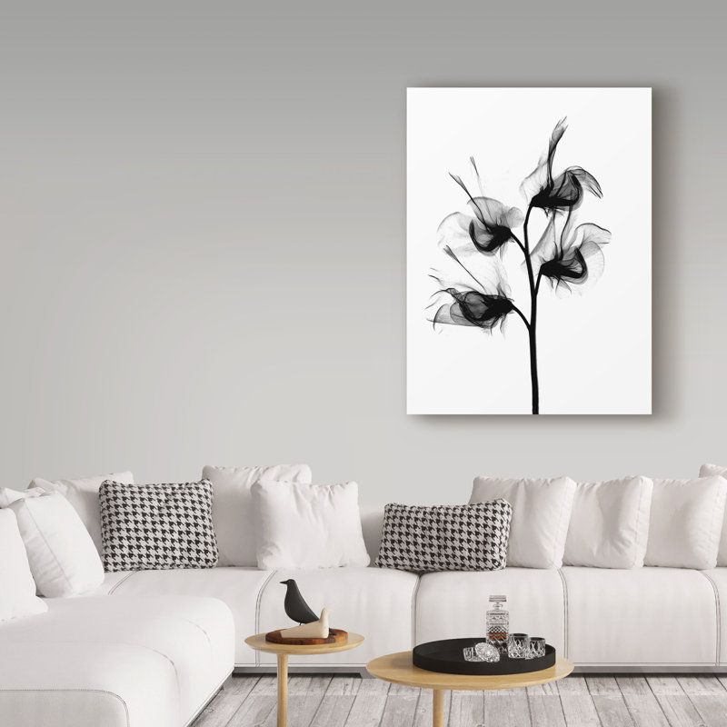 « doux pea x ray », reproduction de photo sur toile tendue, H 24 po x l 18 po x P 2 po