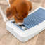 Planche d'activité pour chien