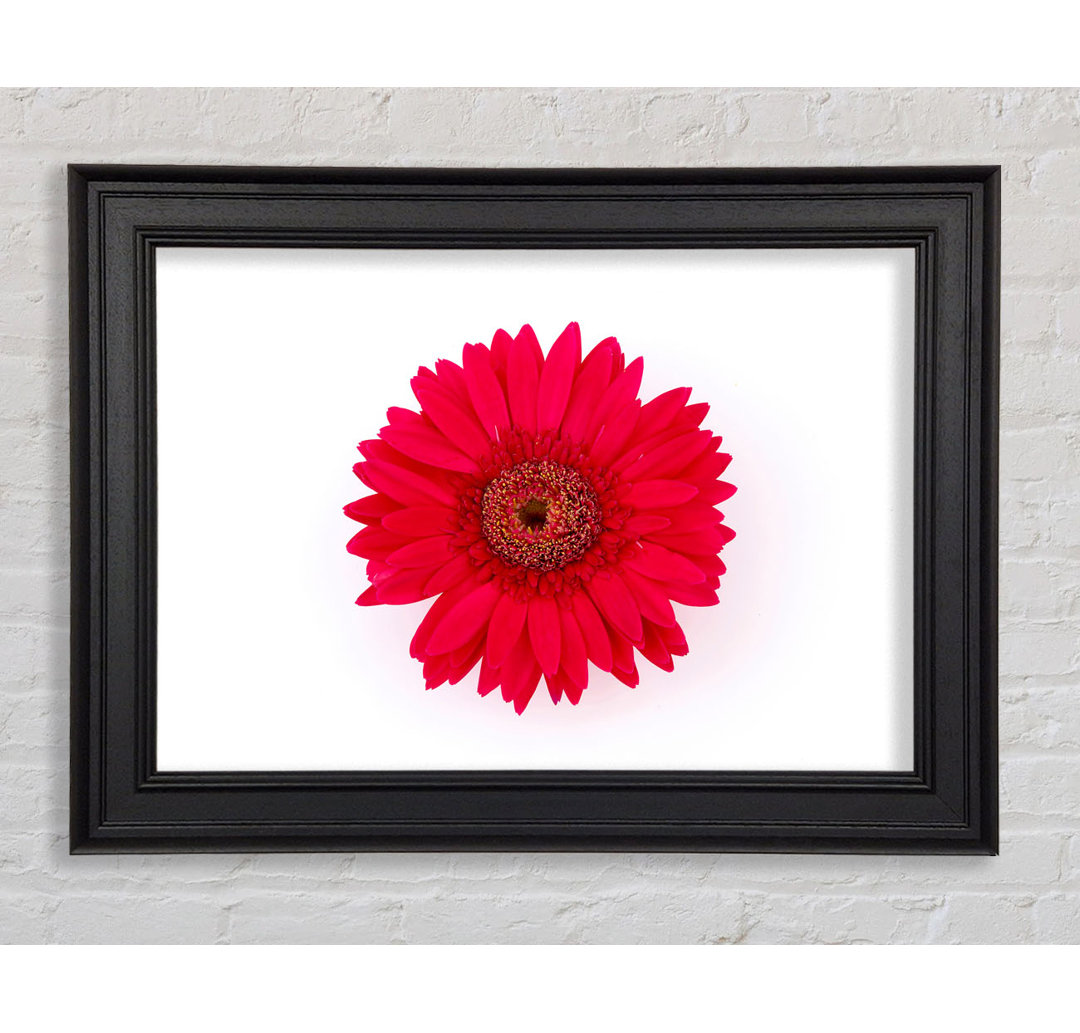 Cerise Gerbera - Druck