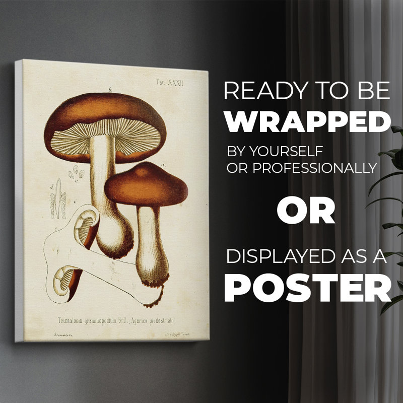 Champignons Variétés VI - Reproduction de toile seulement - NON-CADRE, H 18 po x l 12 po