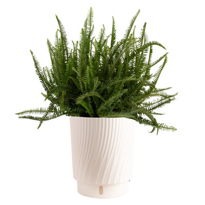 Costa Farms Kimberly Queen Fern Plant