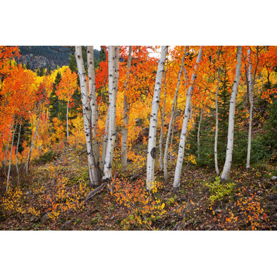 " Vibrant Colours Of The Aspen Tree Leaves Contrast With The White Trunks Of The Trees " by Jeffengeloutdoors.Com