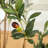 Adcock Artificial Olive Tree Tree in Pot with Realistic Leaves and Natural Trunk-1095972076-1095910429
