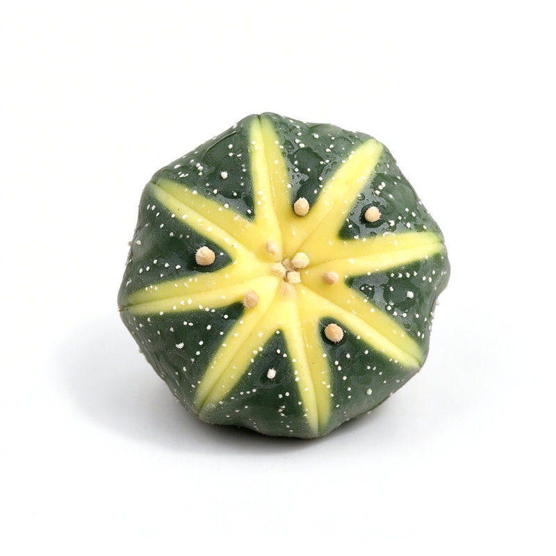 MistFoliage Star Cactus (Astrophytum) - Live Potted Star Cactus with White Spots, Indoor Succulent Plant