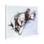 «Animals Sleeping Pitbull Dogs and Puppies», reproduction d'impression sur toile-731034399-731037174