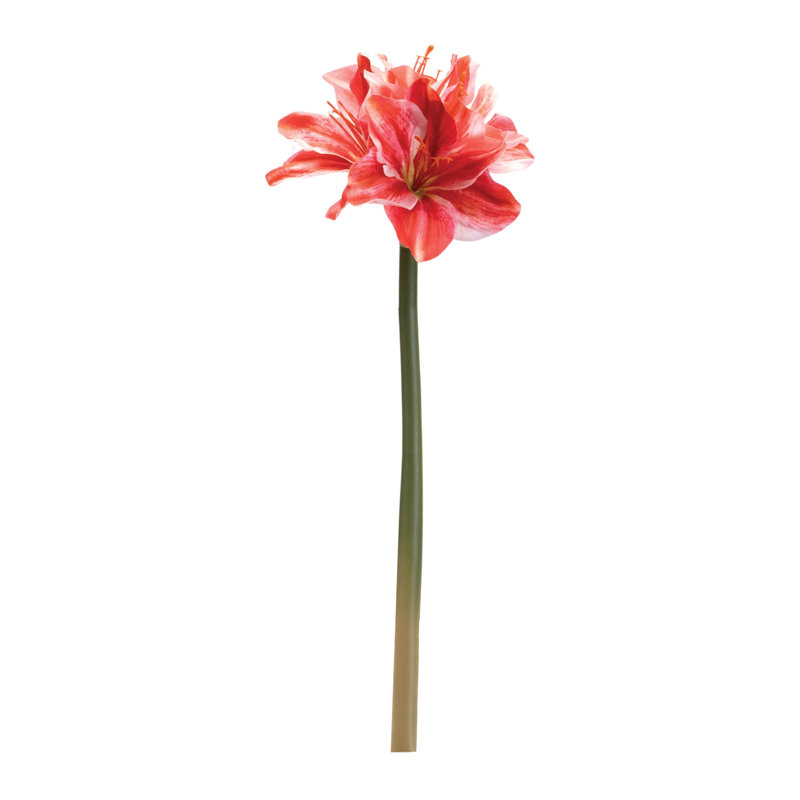 Tige de fleur Amaryllis (ensemble de 6), H 16,75 po x l 6 po x P 5 po, Rouge / rose