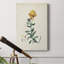 «Traditional Botanical III», impression sur toile tendue-1594425900