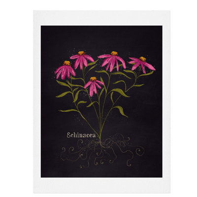 « herb jardin echinacea », impression