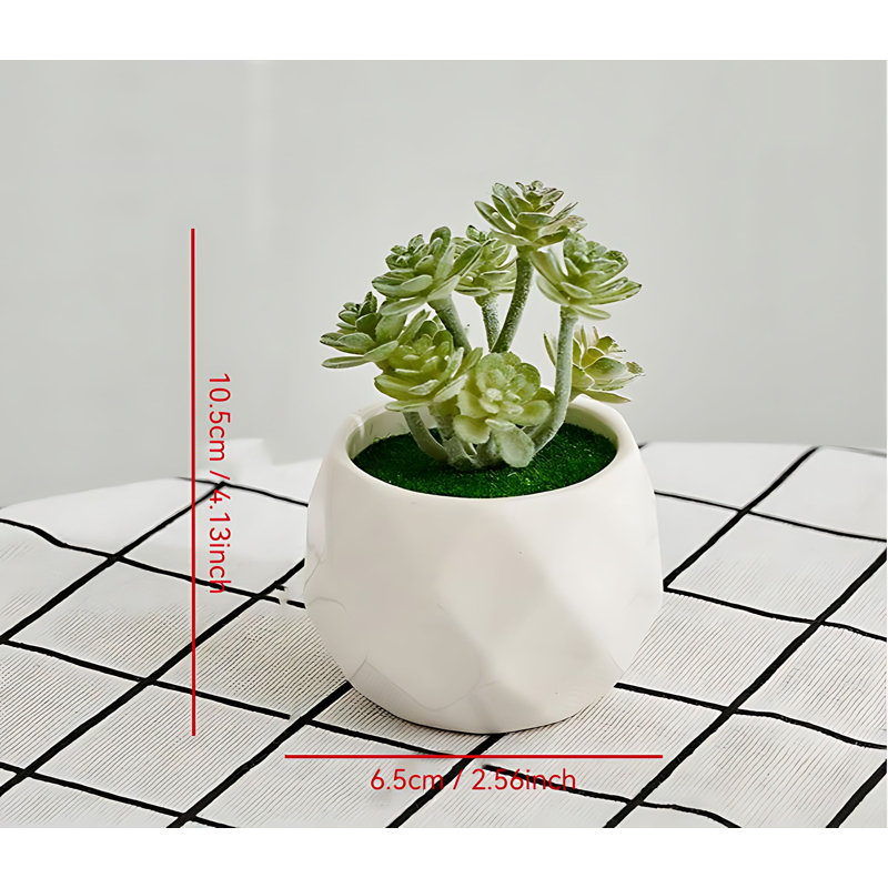Plante grasse de 4,13 po
